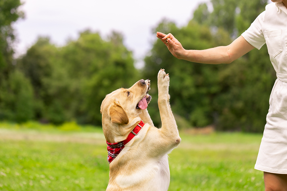 From Couch Potato to Adventure Pup: Fun Activities to Bond with Your Dog