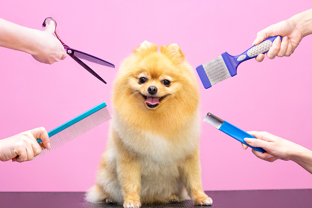 Canine Grooming Bliss: The Art and Importance of Proper Dog Care