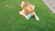 Dog Leakage Toy, Round Jar Bottle Shape Dog Chew Toys, Dogs Puppies Teething Clean Aggressive Chewer, Pets Safe Bite Chew Toys